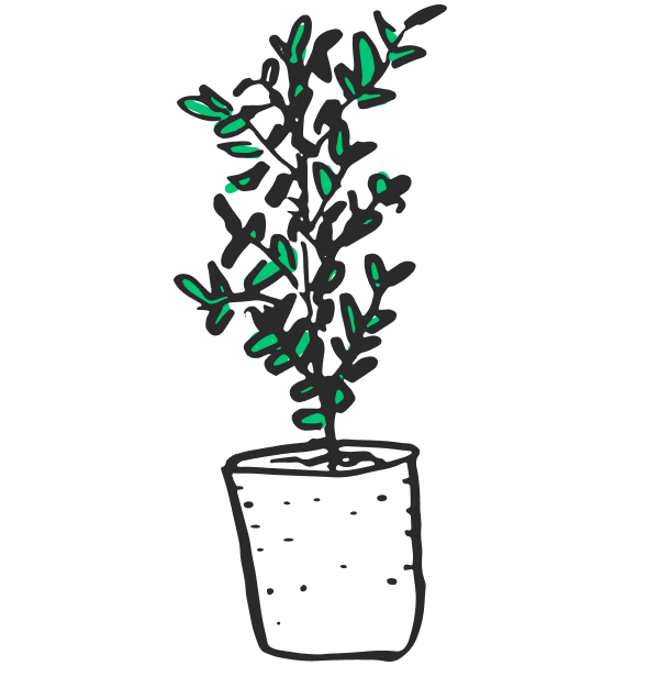 plant